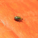 Striped cucumber beetle