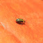 Striped cucumber beetle