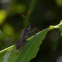 Leaf-footed bug