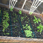 Veggie garden