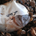 Bearded dragon
