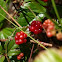 Dewberry