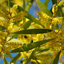 Sydney Golden Wattle