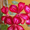 Ivy-leaf geranium 