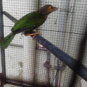 Brown-headed Barbet