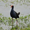 Purple Swamphen