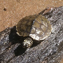 Sabine Map Turtle