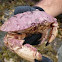 Jonah Crab