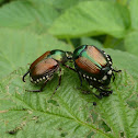 Japanese Beetle