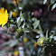 Curly-cup Gumweed