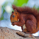 Red-tailed Squirrel