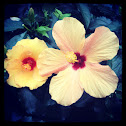 Hibiskus