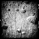 Wild bergamot