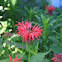 Red Monarda