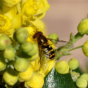 Hover fly