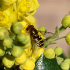 Hover fly