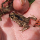 Common frog