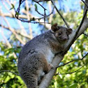 Ring Tail Possum