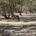 Kangaroo Island kangaroo
