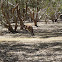 Kangaroo Island kangaroo