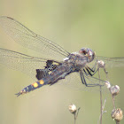 Black saddlebags