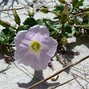 Corriola