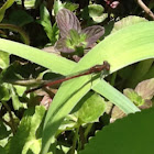 Large Red Damselfly
