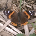 Admiral butterfly