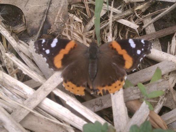 Spotting Image 1