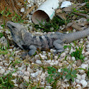 Black Iguana