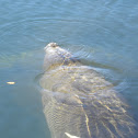 The Florida Manatee