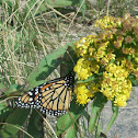 Monarch Butterfly