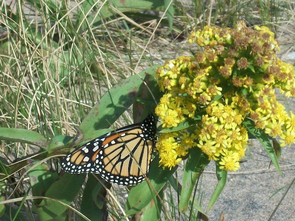 Spotting Image 1