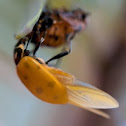 ladybug