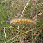 caterpillar