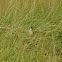 Saltmarsh Sparrow