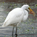 Great Egret