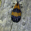 Net winged beetle