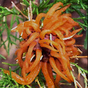Cedar-Apple Rust