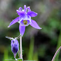 Aquilegia vulgaris