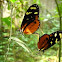 Orange-spotted Tiger Clearwing