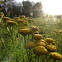 Tansy