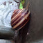 Snail