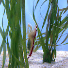 Pacific Striped Cleaner Shrimp