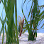 Pacific Striped Cleaner Shrimp