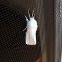 Tiger Moth