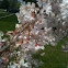 Cherry blossom tree