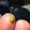 Asian Ladybug