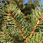 Scotch Pine