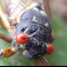Cicada